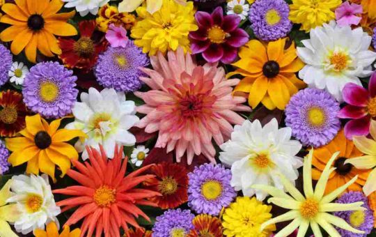 cosa-dicono-di-te-i-fiori-Solospettacolo.it