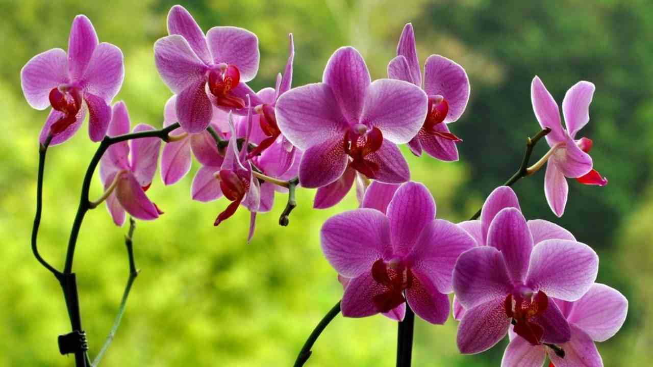 rimedi-per-orchidee-Solospettacolo.it