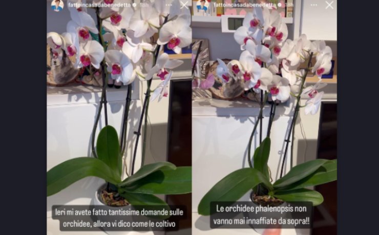 Benedetta Rossi e le sue orchidee - solospettacolo.it