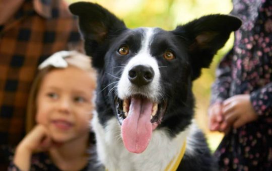 cane in famiglia - solospettacolo.it