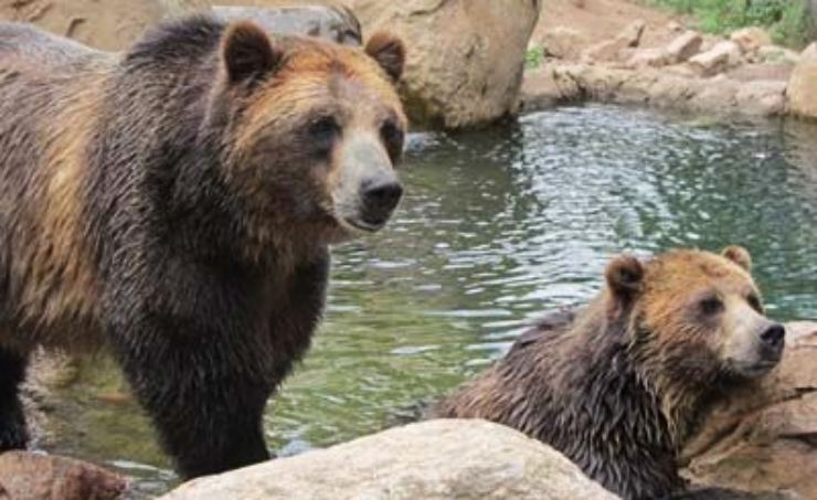 un'orsa ed il suo cucciolo - solospettacolo.it