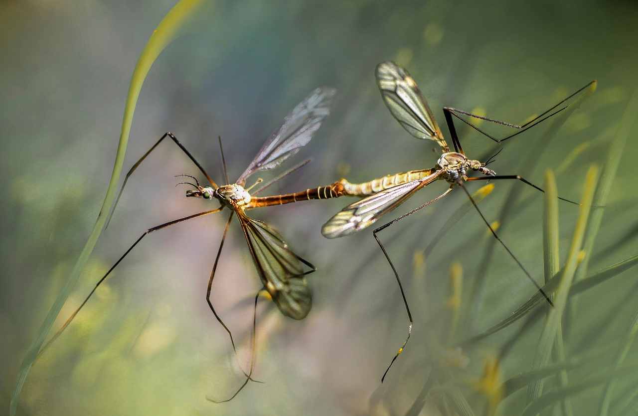 allontanare le zanzare con il cibo-Solospettacolo