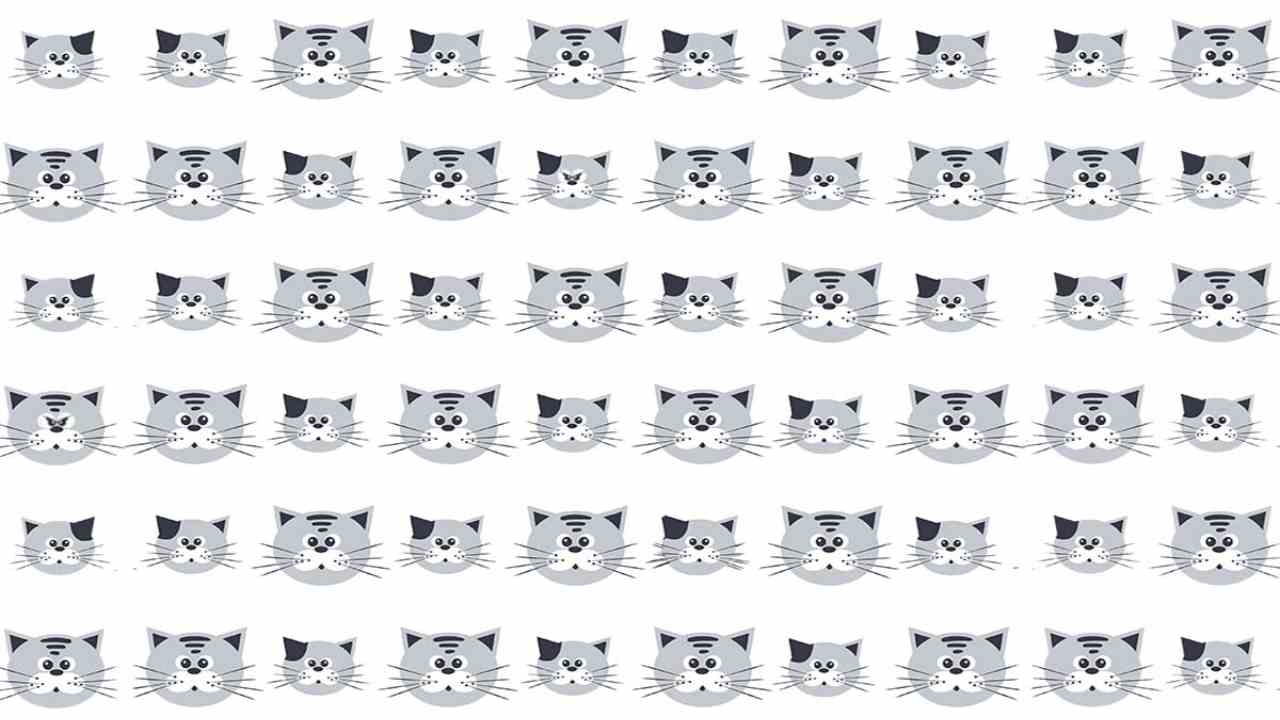 Test dei gatti infuriati - SoloSpettacolo.it